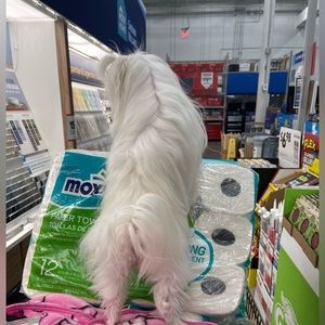 JUST FOR SMILES😁Stella doing some shopping at Lowe’s!